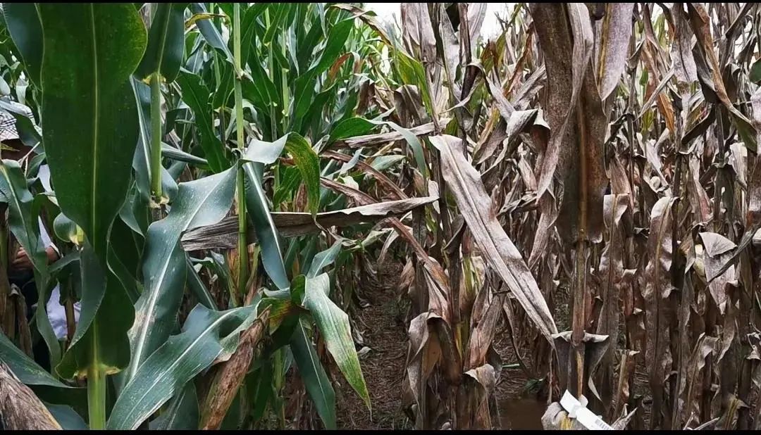 1645580406943343.jpg 1645580406943343.jpg