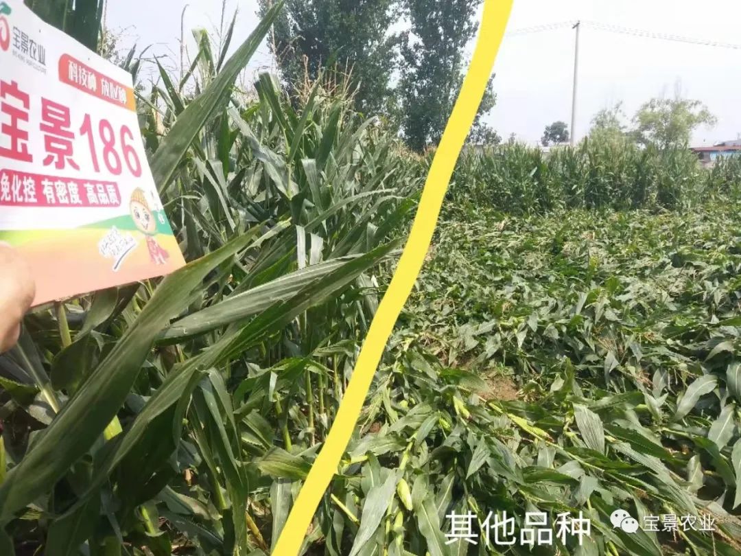 1648797256526647.jpg 08.jpg