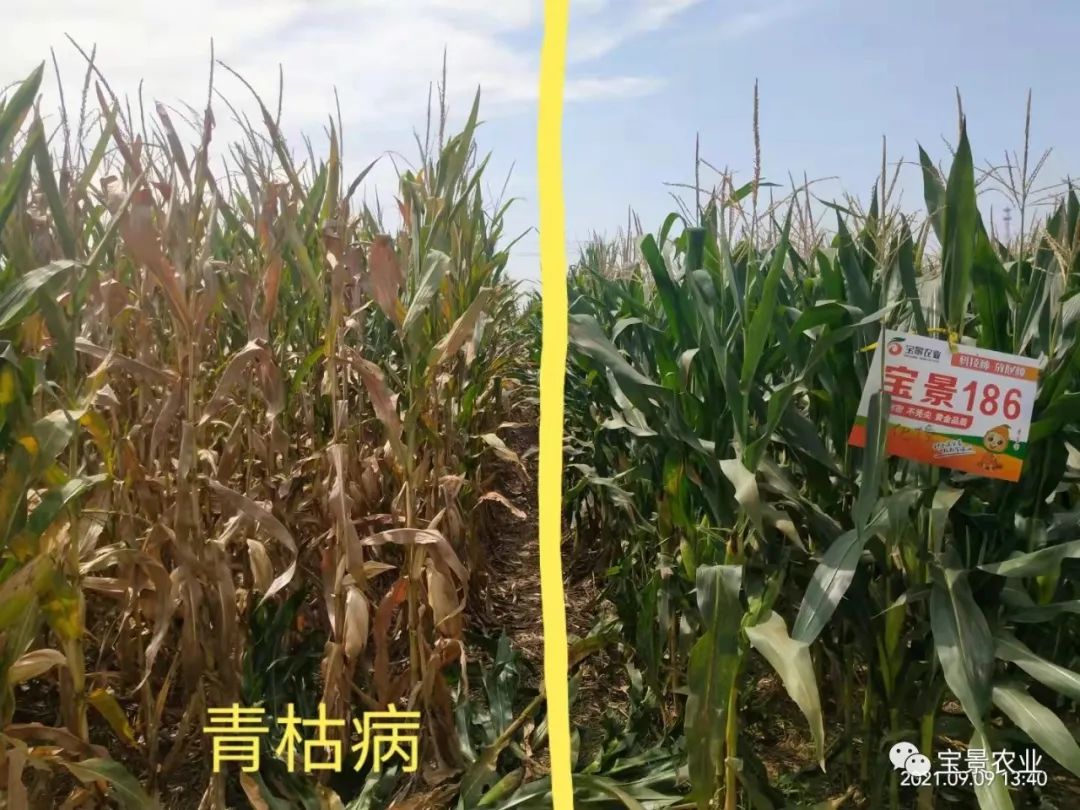 1648797300162789.jpg 10.jpg