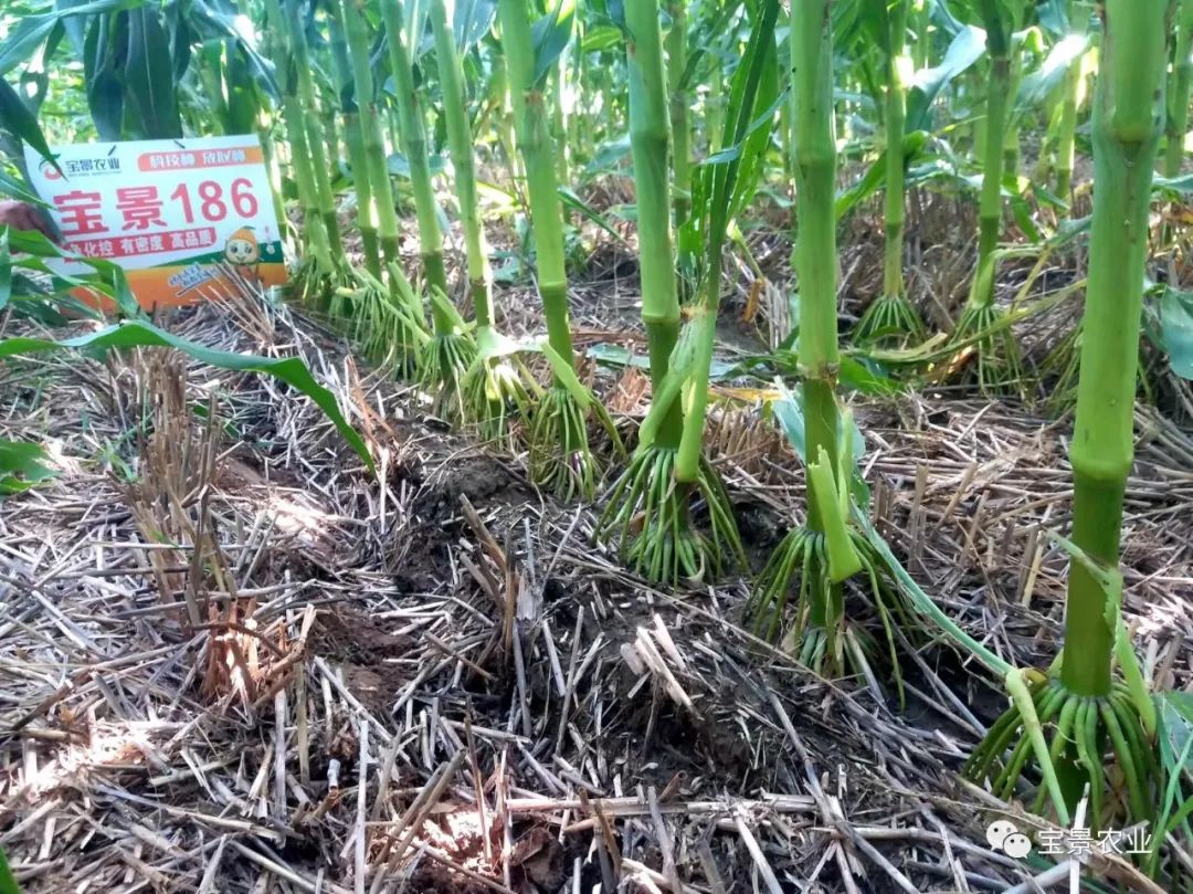 1648797304127418.jpg 11.jpg