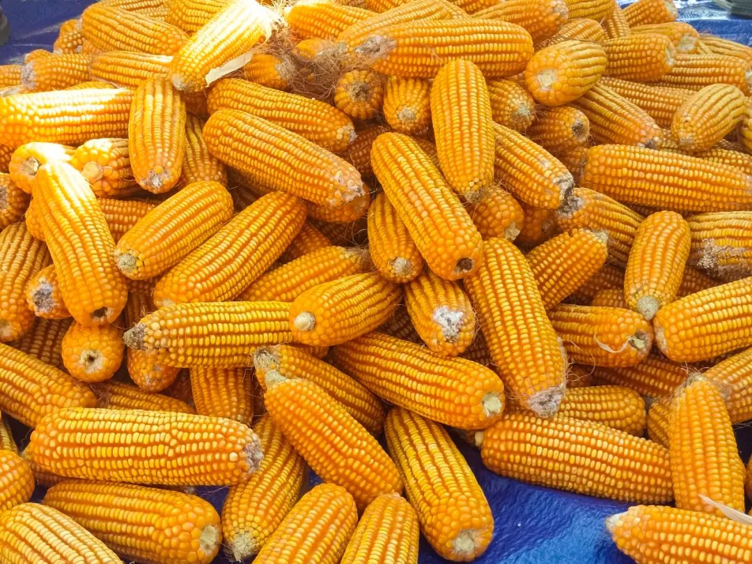 1697509027428558.jpg 640.jpg